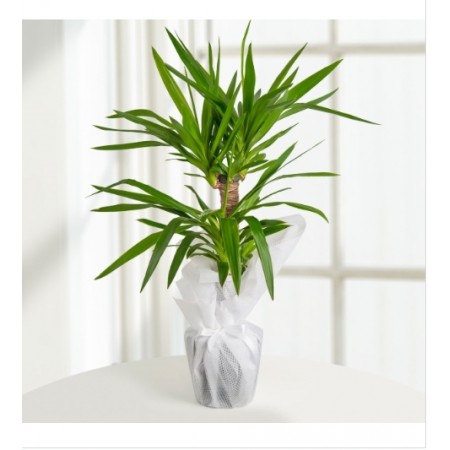 2 Li Yucca 